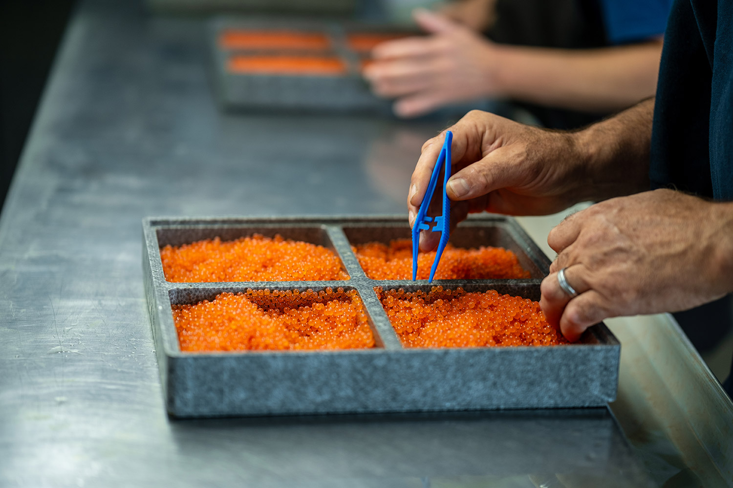 Œufs de truite produits selon des standards aquacoles