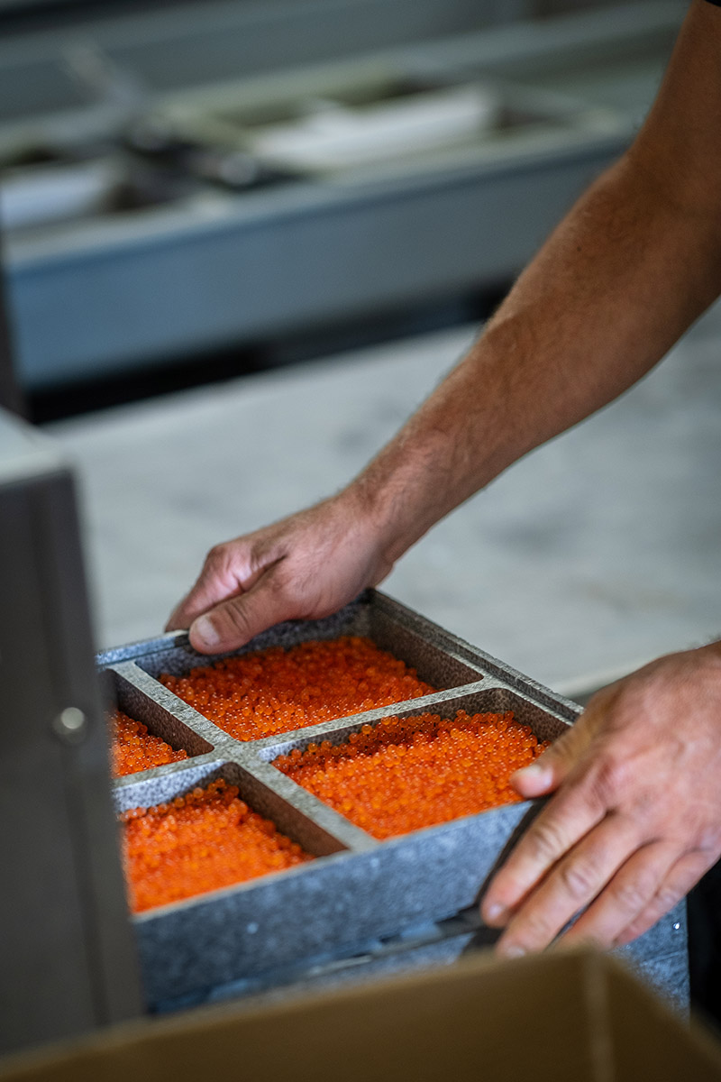 Tri et sélection des œufs de truite