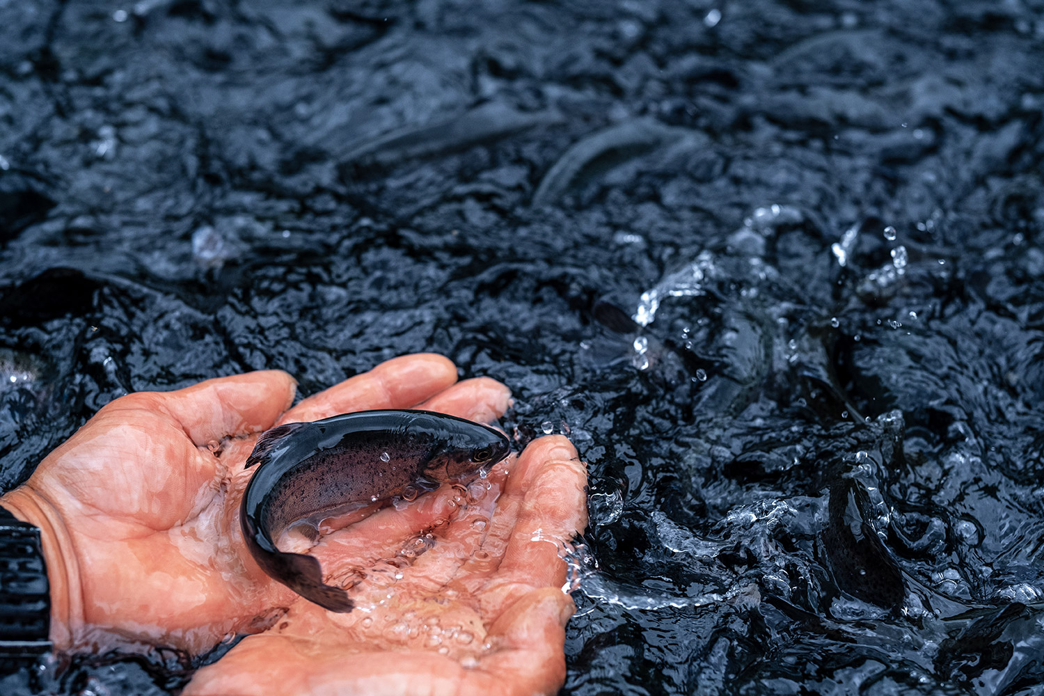 Surveillance des truites en bassin d’élevage