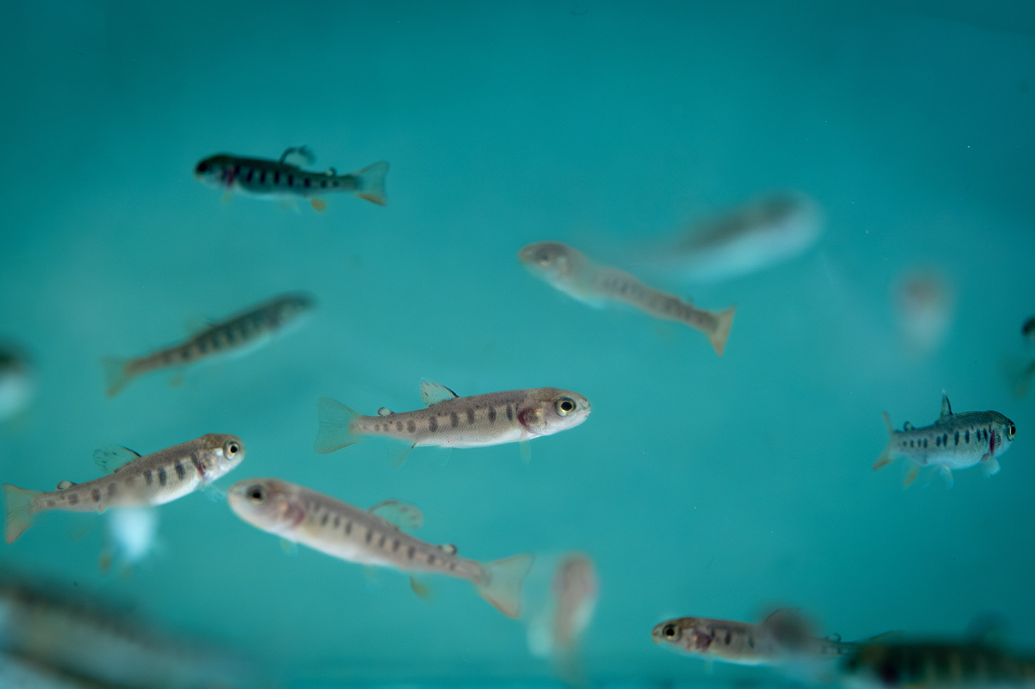 Bassins d’élevage de truites en circuit maîtrisé